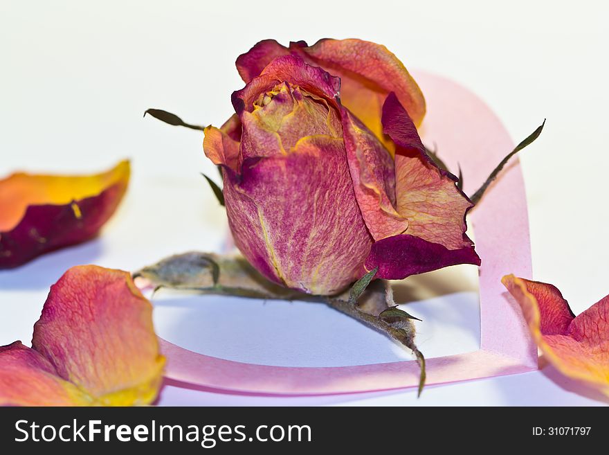 Dry rose and paper heart on a light background. Dry rose and paper heart on a light background