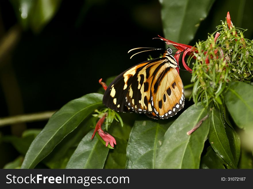 HELICONIA BUTTERFLY Drinking NECTAR FROM A FLOWER