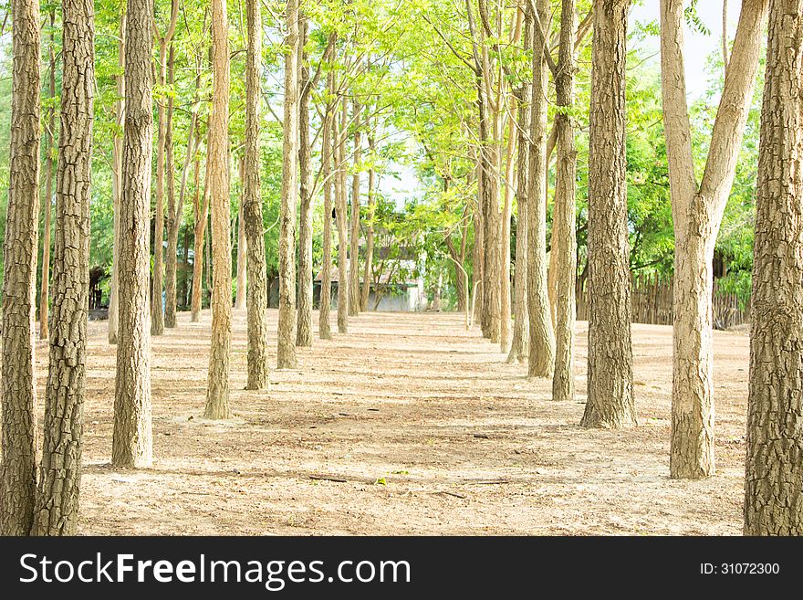 Beautiful Trees Row In The Park