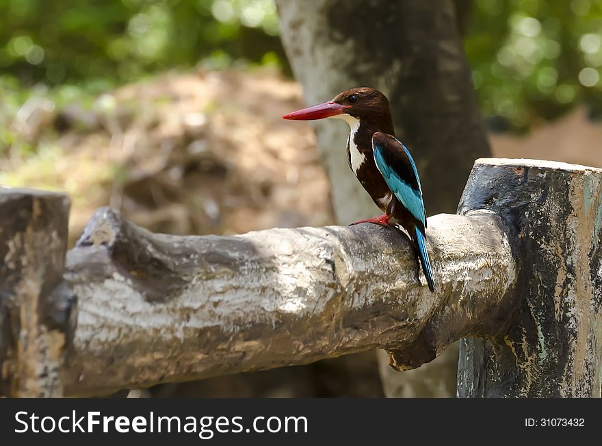 A Kingfisher bird on a fence.