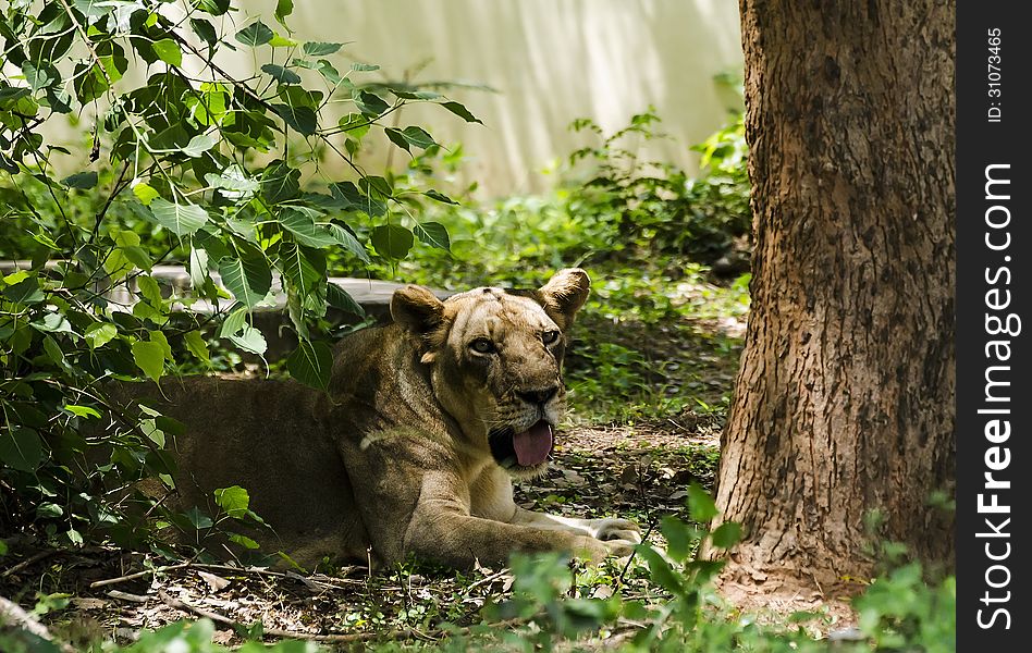 A Lioness resting in shade on a hot summer day. A Lioness resting in shade on a hot summer day.