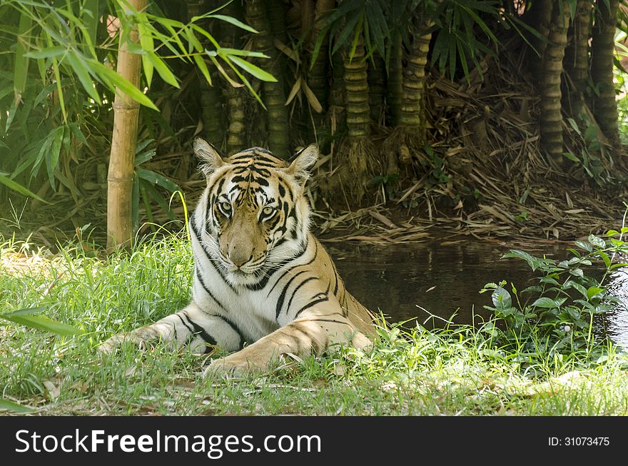 A Tiger relaxing in a water pool on a hot summer day. A Tiger relaxing in a water pool on a hot summer day.