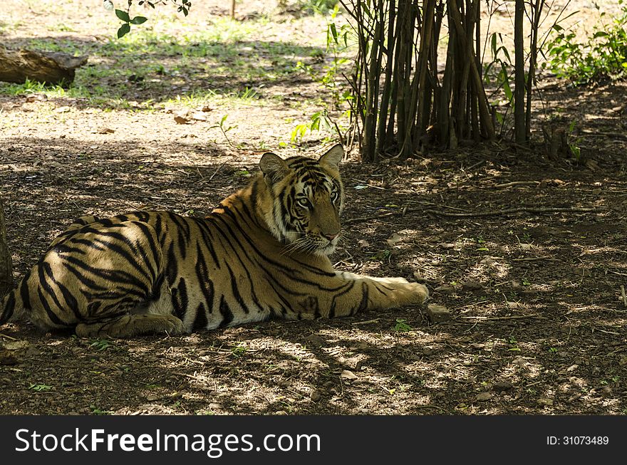 A Tiger relaxing in shade on a hot summer day. A Tiger relaxing in shade on a hot summer day.