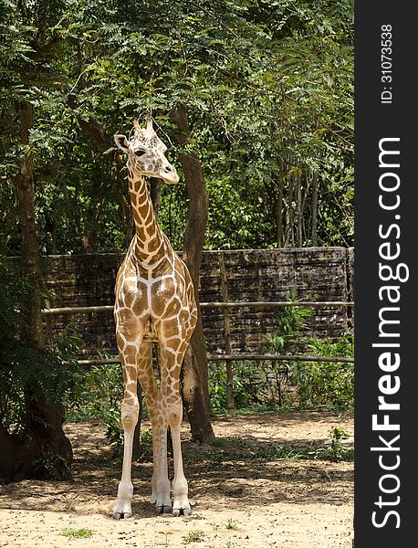 A lone giraffe standing. A lone giraffe standing.