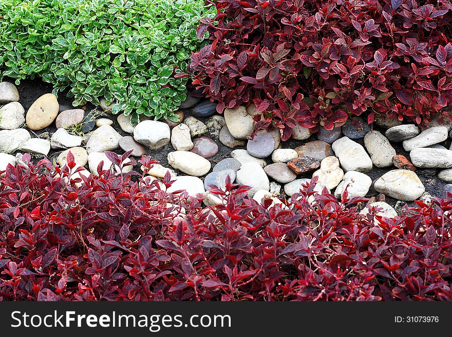 Colorful plant and stone for texture or background