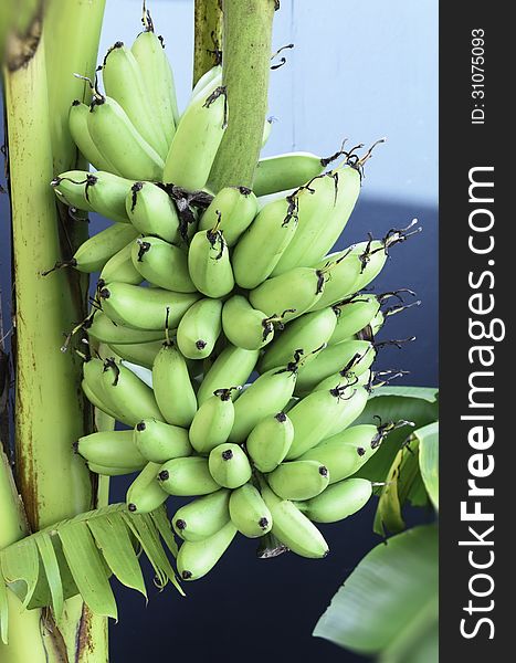 Bunch of bananas in the exhibition of agricultural farmers annual