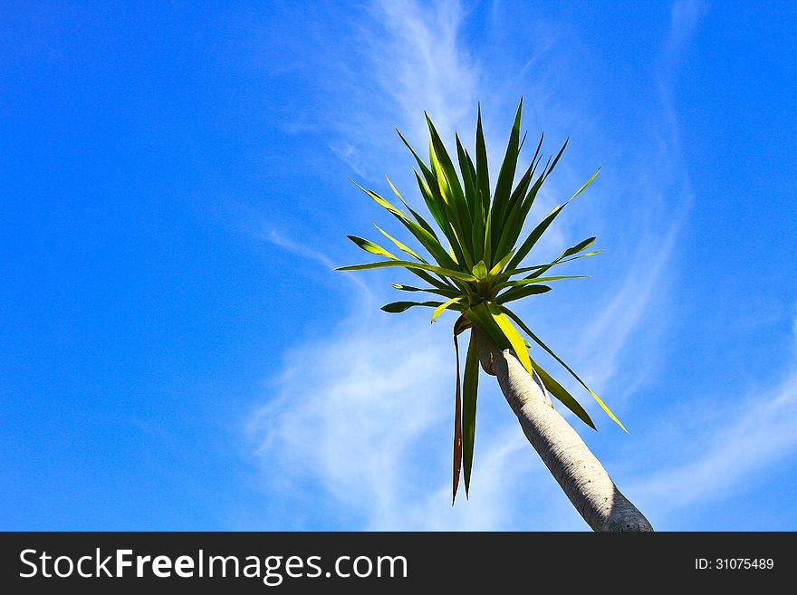 Dracaena tree, bue sky natural background