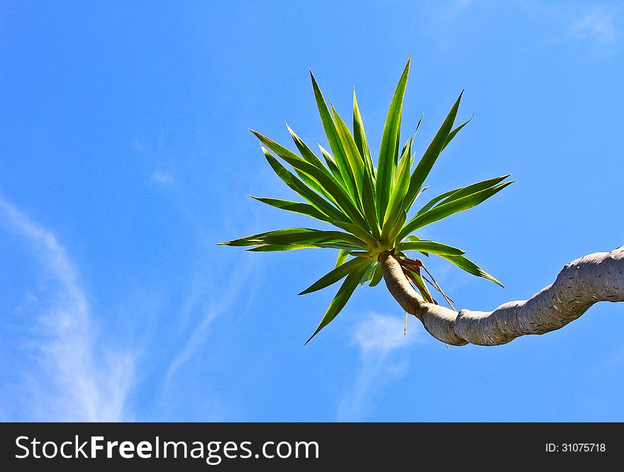 Dracaena tree, bue sky natural background