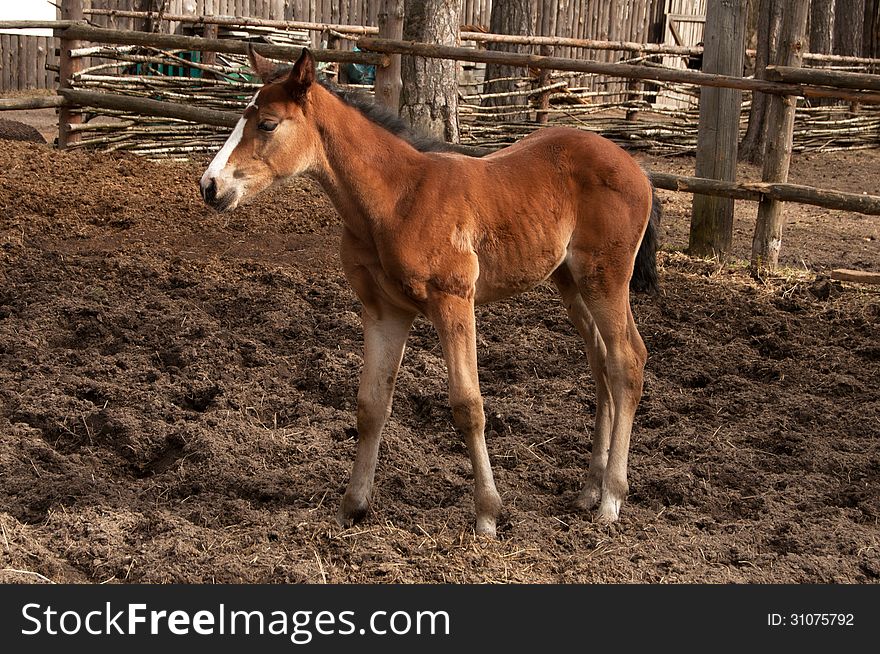 Foal standing on the ground