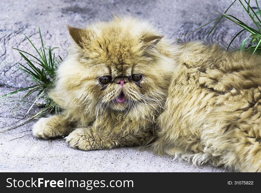 Persian cats are beautiful and expensive. Popular pet in the home
