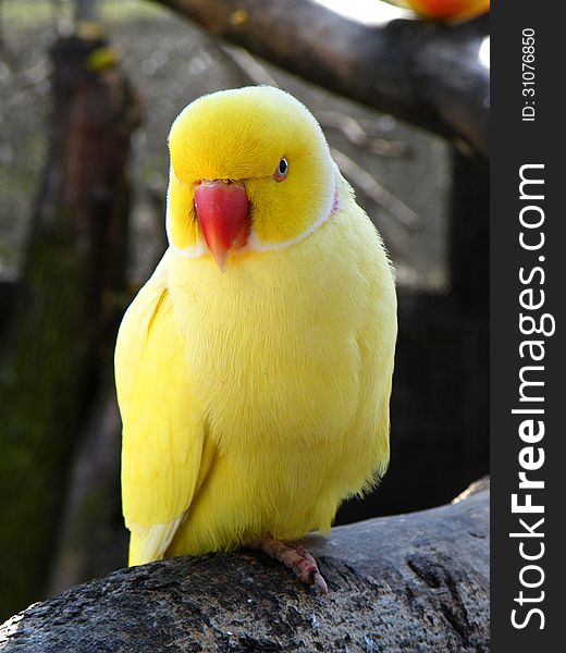 Yellow Parakeet Standing On Branch
