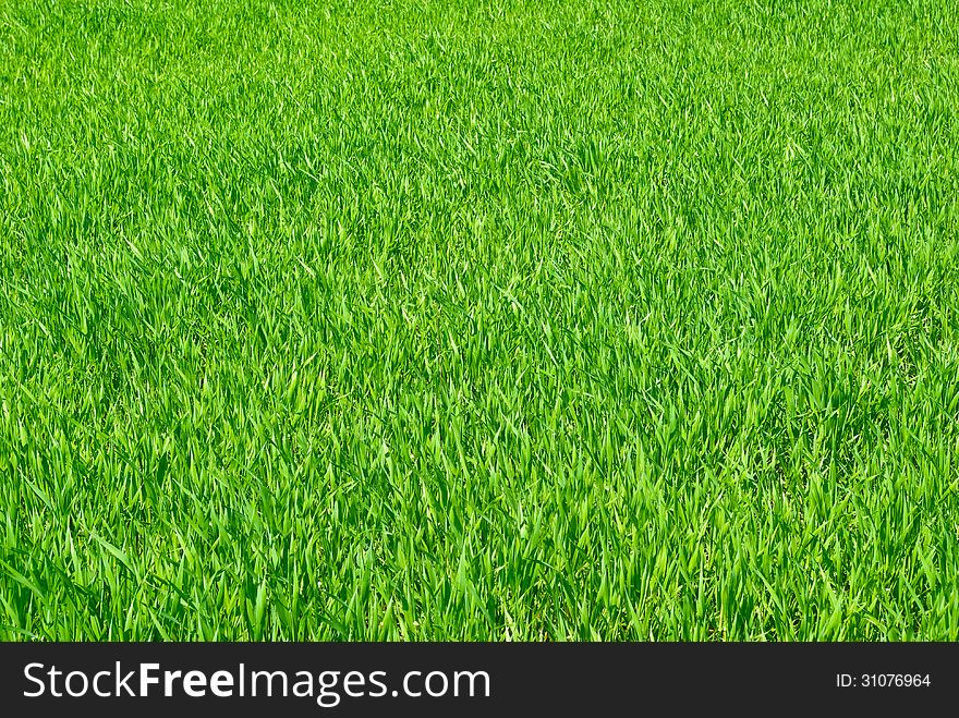 The young shoots of grain crops or grass