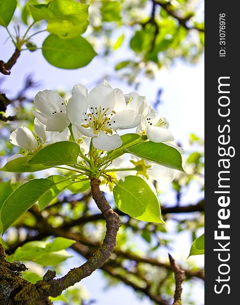 The blossoming branches of trees in the forest