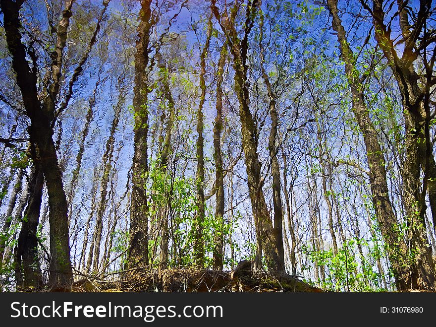 Reflection Of The Forests In The Water Of A Forest Lake