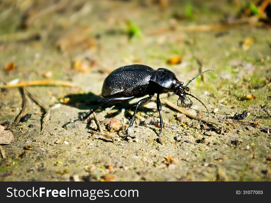 Black beetle in the summer on a forest path