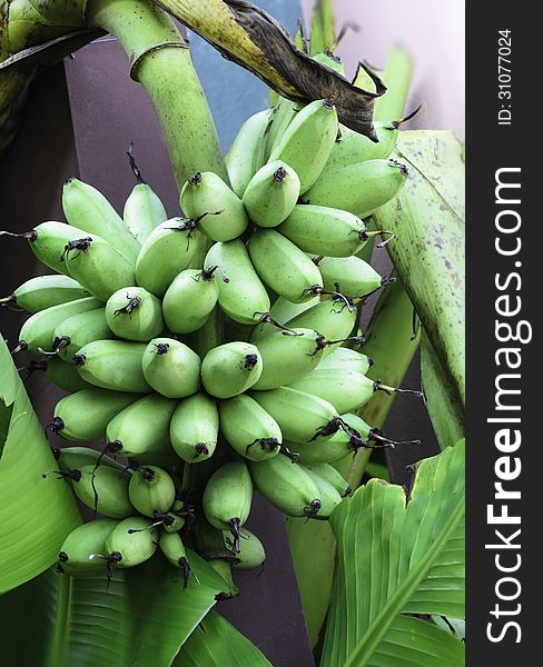 Bunch of bananas in the exhibition of agricultural farmers annual