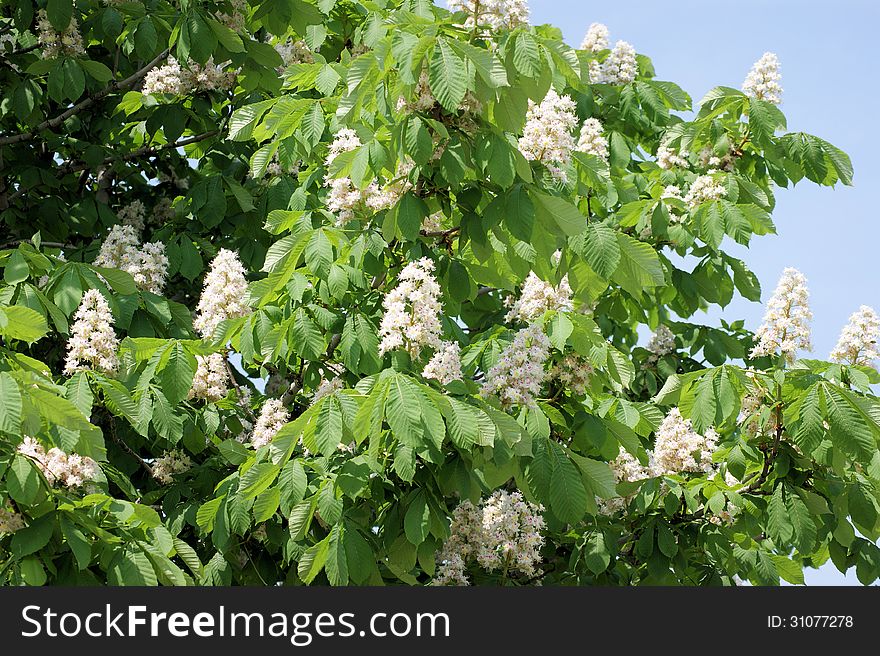 White flowers on the chestnut tree