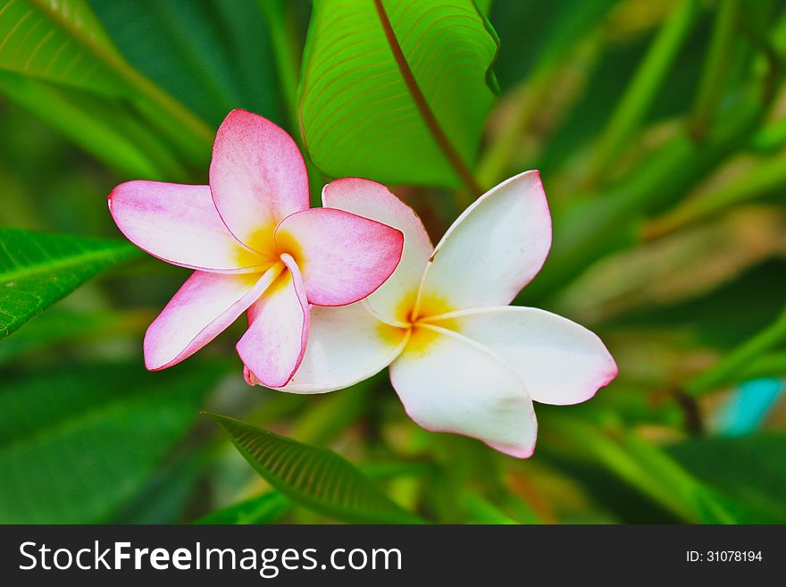 Close-up shot for frangipani flowers