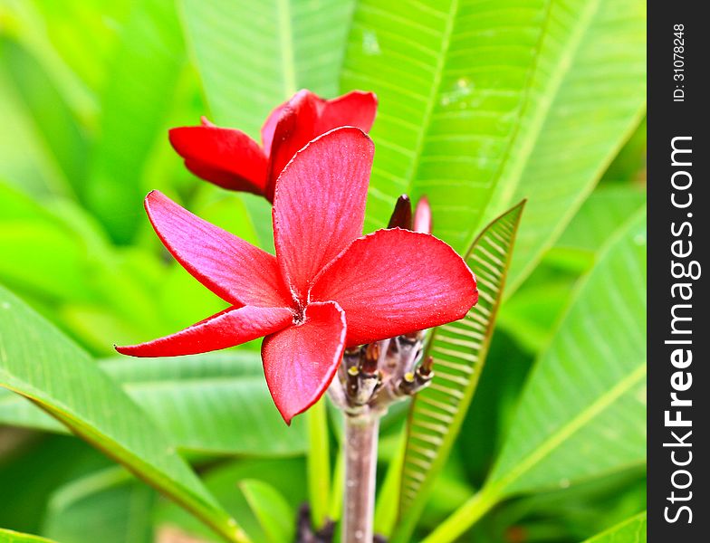 Close-up shot for frangipani flowers