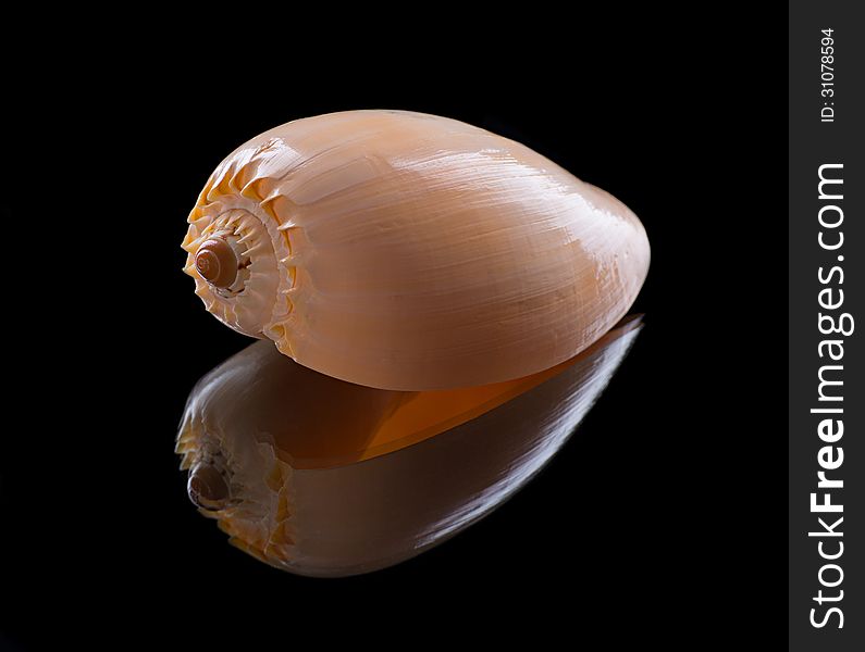 Sea shell with reflection on a black background