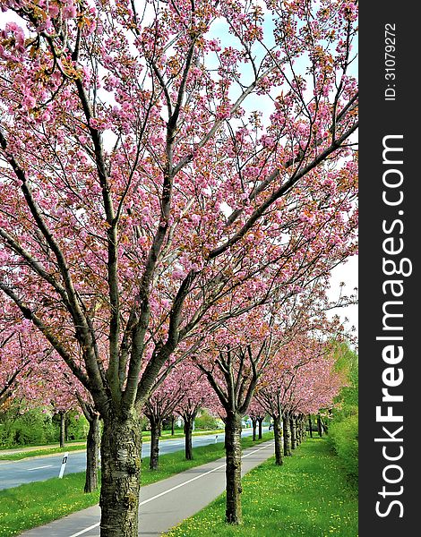 Flowering cherry trees along a road