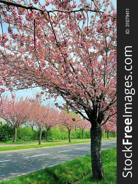 Flowering cherry trees along a road