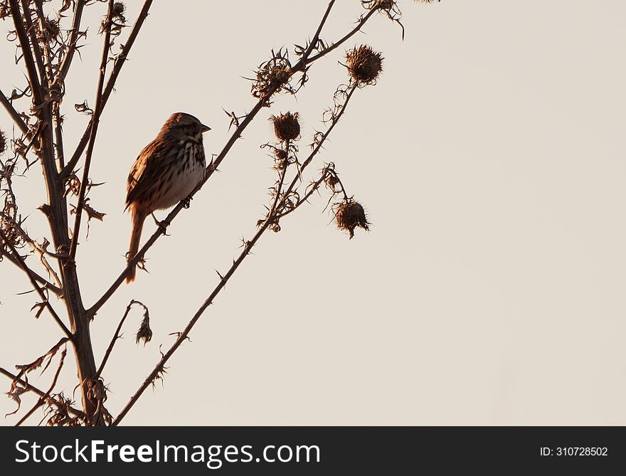 Sparrow perched on tree in early morning light, Fishers Indiana, Winter.