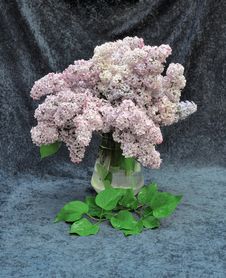 Still Life Of Lilac Stock Image Still Life Of Lilac Stock Image