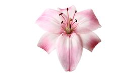 Lily Flower On White Royalty Free Stock Photo