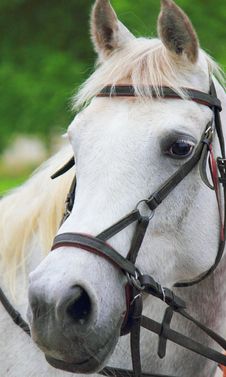 Portrait Of Arabian Stallion Royalty Free Stock Photo