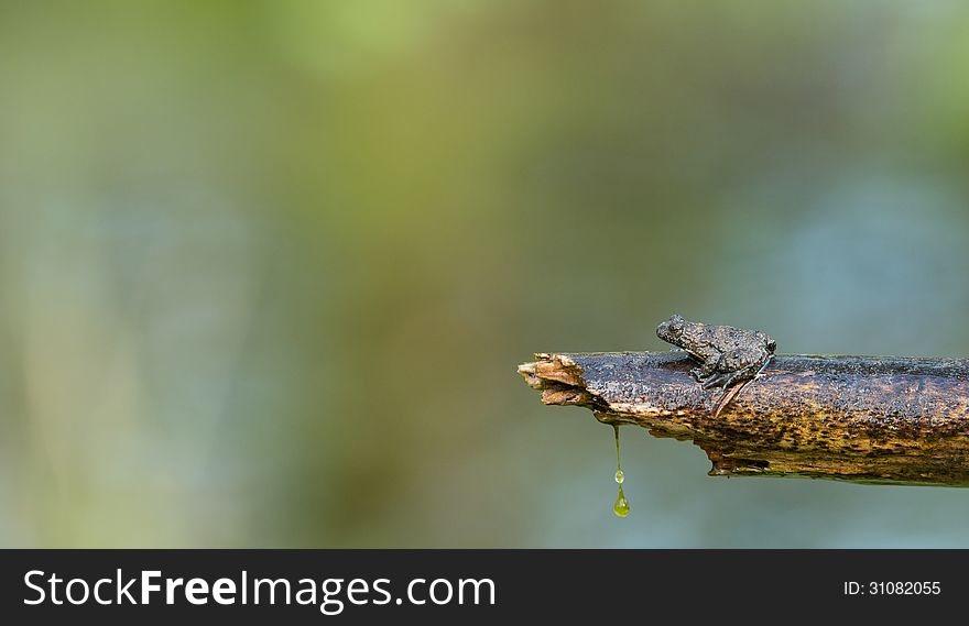 Frog On A Branch