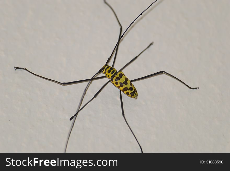 Cerambycidae or Longhorn Beetle. Thailand, 2013.