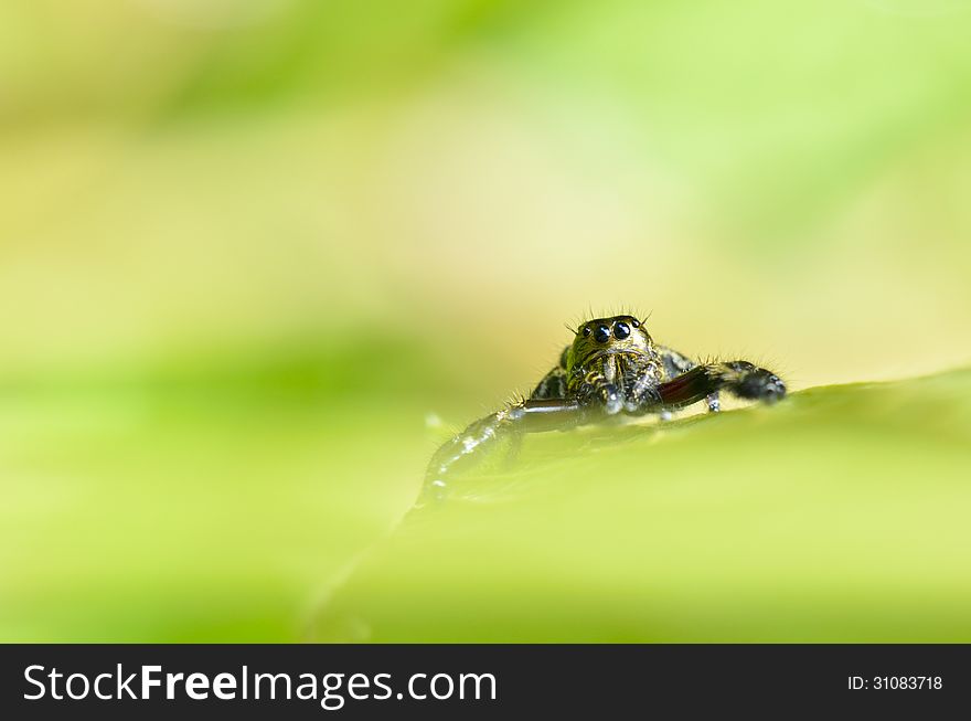 Hasarius adansoni, Gold jumping spider on the leaf. Hasarius adansoni, Gold jumping spider on the leaf
