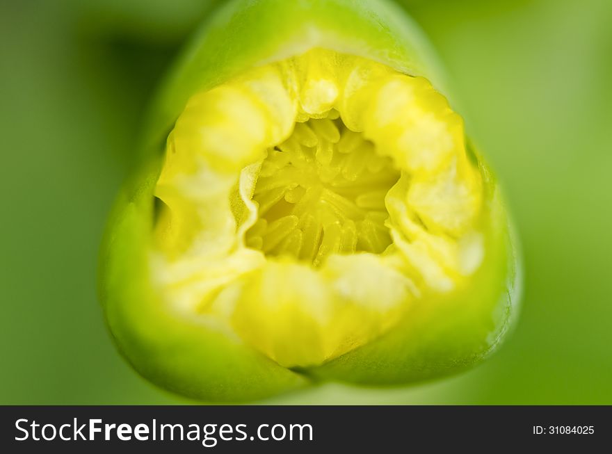 Limnocharis flava, Yellow Burr Head flower close-up