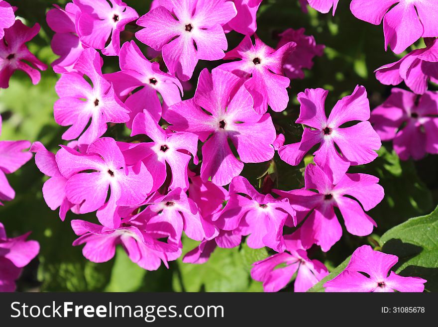 The pink flowers of a primrose shined with the sun, are photographed by a close up. The pink flowers of a primrose shined with the sun, are photographed by a close up
