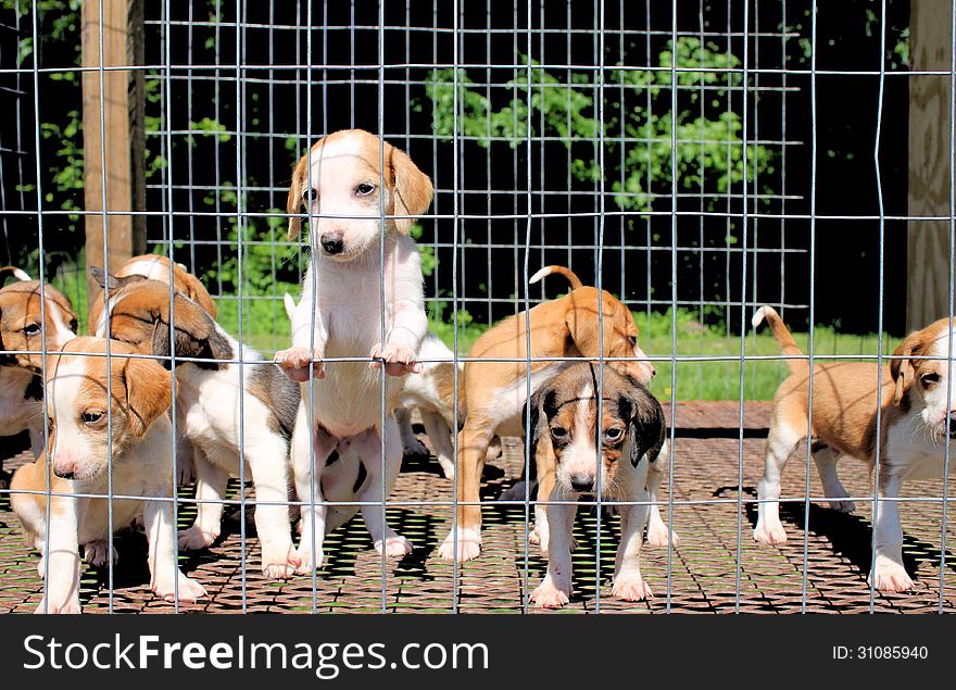 A litter of deer hunting dog puppies in their pen. A litter of deer hunting dog puppies in their pen