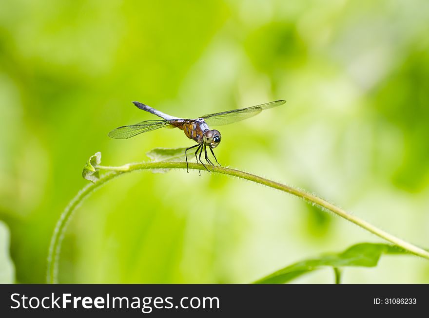 Front view of a dragonfly