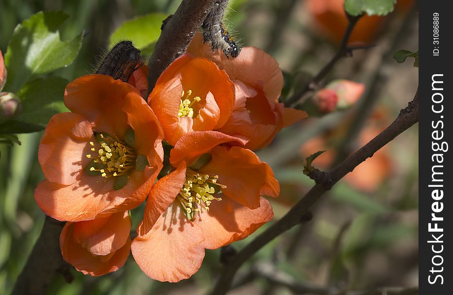 Japanese quince low, or Chaenomeles japonica - low, sprawling, deciduous shrub height from 0.3 to 1 m. Japanese quince low, or Chaenomeles japonica - low, sprawling, deciduous shrub height from 0.3 to 1 m.