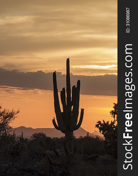 Desert Sunset in Tucson, Arizona