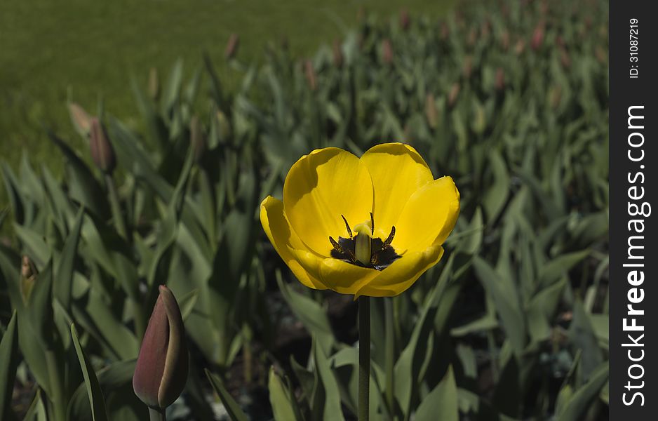 Very first tulip. Loneliness.