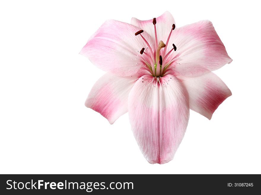 A beautiful lily flower (lilium genus) of light pink isolated on white background. A beautiful lily flower (lilium genus) of light pink isolated on white background.