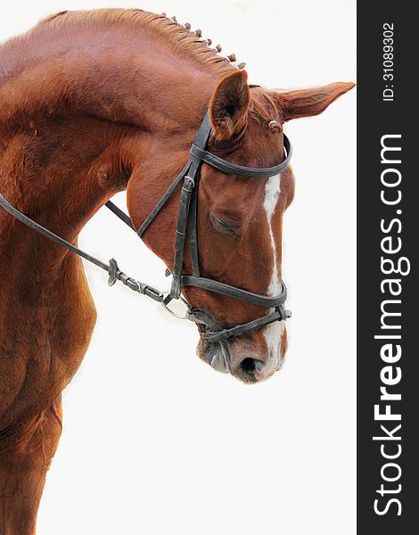 Portrait of arabian stallion (details)