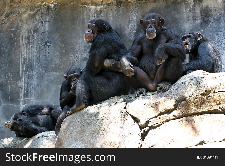 Group Of Male Chimps Sitting On Granite Ledge. Group Of Male Chimps Sitting On Granite Ledge