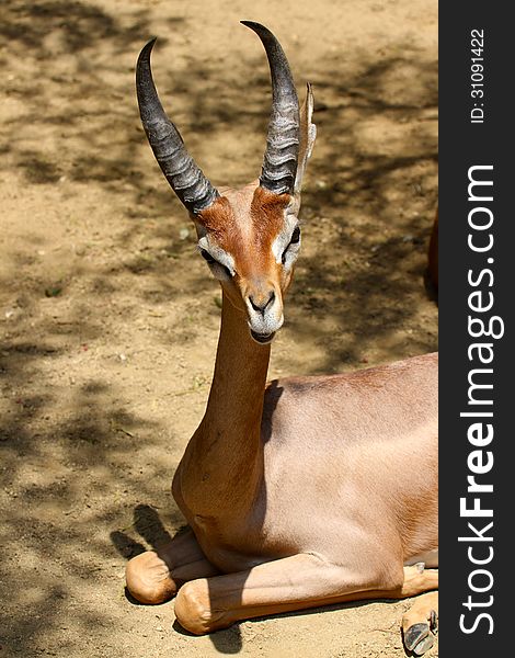 Male Antelope Posing Face Forward. Male Antelope Posing Face Forward