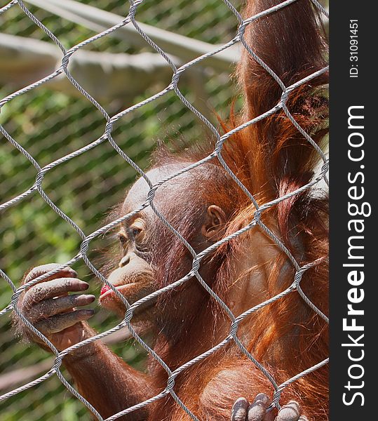 Young Orang Hanging From Enclosure Fence Looking At Hand. Young Orang Hanging From Enclosure Fence Looking At Hand