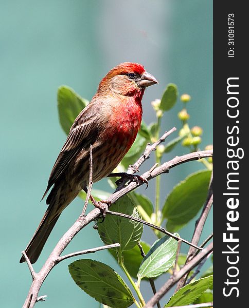 Common house finch with red head perched on tree branch. Common house finch with red head perched on tree branch