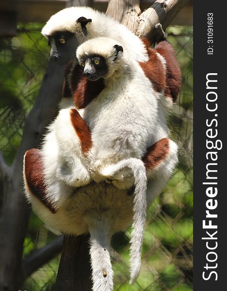 Sifaka