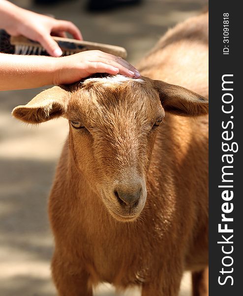 Children Petting And Grooming Domestic Goat