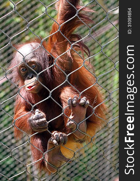 Baby Orang Utan Hanging On Zoo Fence. Baby Orang Utan Hanging On Zoo Fence