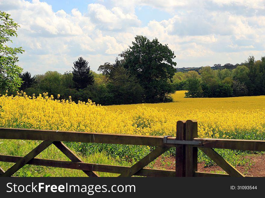 A view of a bright yellow field in the summer time. A foreground of a wooden gate, and trees in the background. A view of a bright yellow field in the summer time. A foreground of a wooden gate, and trees in the background.